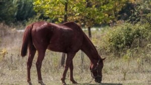 Οργή στη Λέσβο: Άνδρας έσερνε πίσω από το όχημα του ένα άλογο
