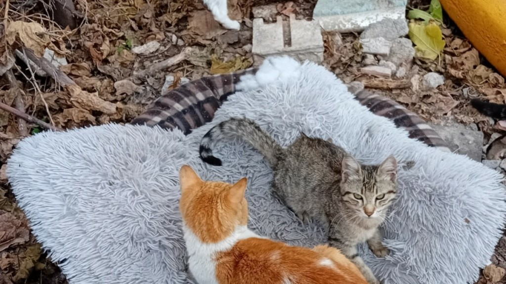 Μάθημα ζωής από μια σκληρά εργαζόμενη γυναίκα που φροντίζει δεκάδες αδέσποτα