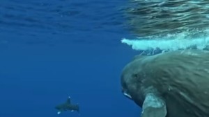 Γερμανία: Τερματίζεται η επιχείρηση διάσωσης της φάλαινας στη Βαλτική