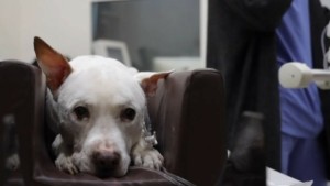 Πανελλήνιος Κτηνιατρικός Σύλλογος στο DEBATER: «Να μειωθεί ο ΦΠΑ στα κτηνιατρεία – ζήτημα επιβίωσης, όχι προνόμιο»