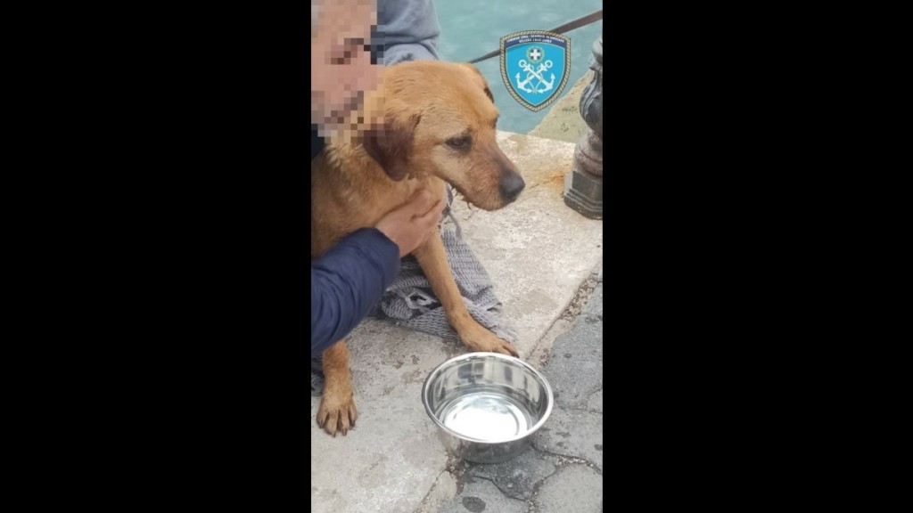 Ραφήνα: Μεγάλη επιχείρηση για τη διάσωση σκύλου που έπεσε στη θάλασσα (Φωτογραφίες)