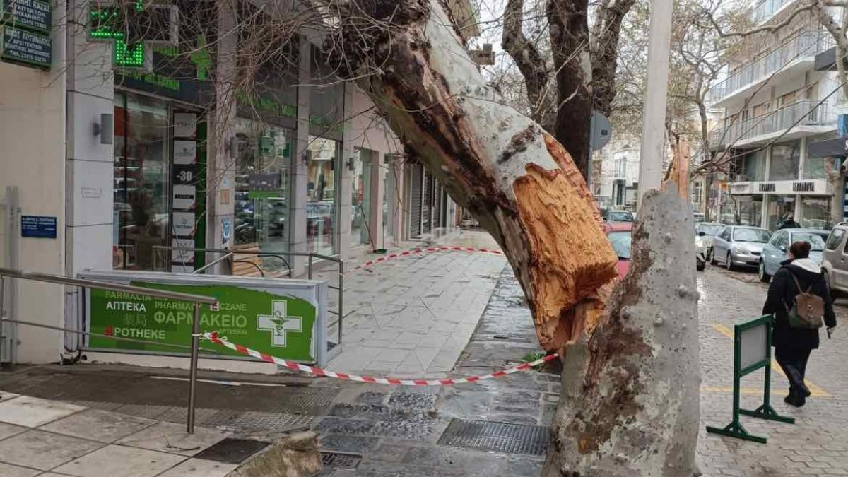 Ρόδος: Δέντρο έπεσε πάνω σε μπαλκόνι – Από τύχη δεν υπήρξε τραυματισμός (Φωτογραφία)