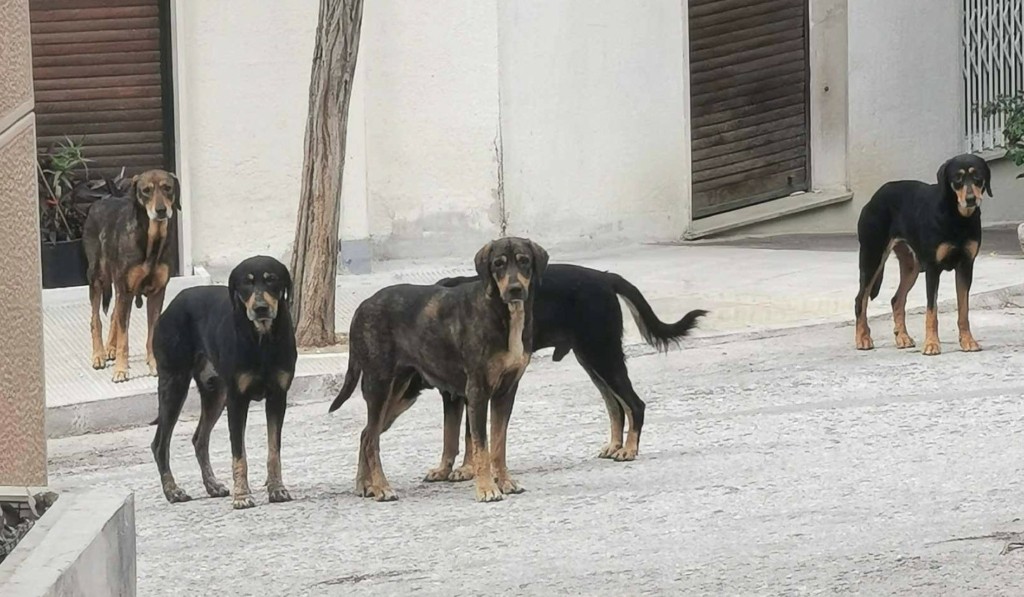 Βρέθηκε η λύση για το «μυστήριο» με την αγέλη μεγαλόσωμων σκυλιών στο άλσος Παγκρατίου (Βίντεο – Φωτογραφίες)