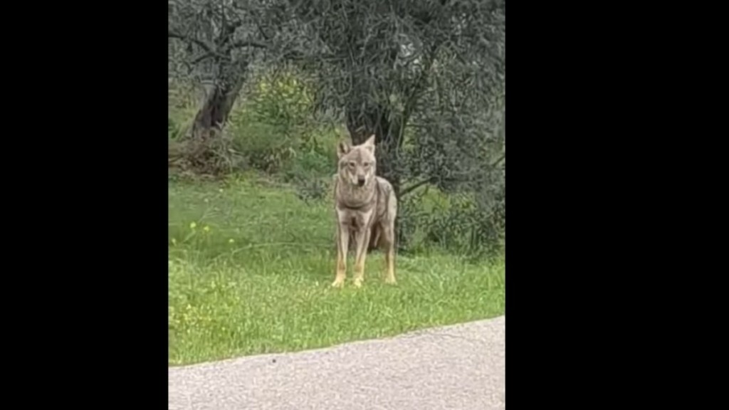 Χαλκίδα: Λύκος έκανε την εμφάνισή του στον αστικό ιστό – Δείτε Βίντεο