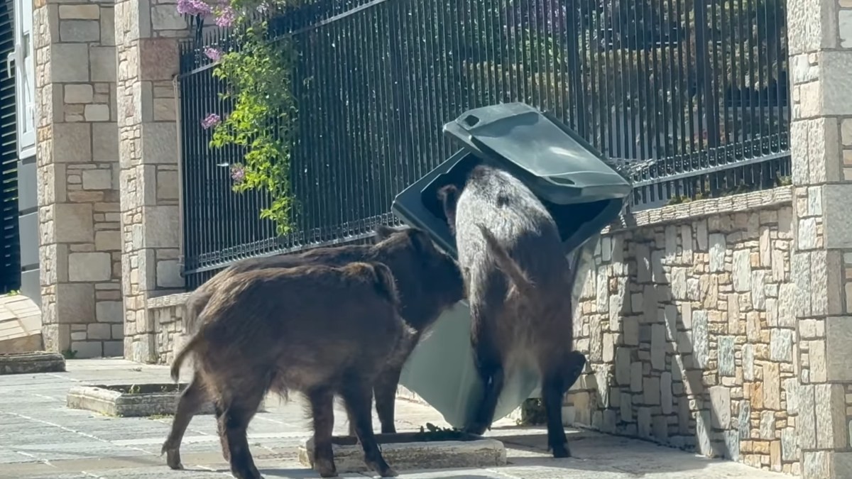 Θρακομακεδόνες