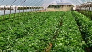 Θερμοκήπια: Παράταση υποβολής των αιτήσεων για τον εκσυγχρονισμό κηπευτικών μονάδων- Ποια τα κριτήρια επιλογής