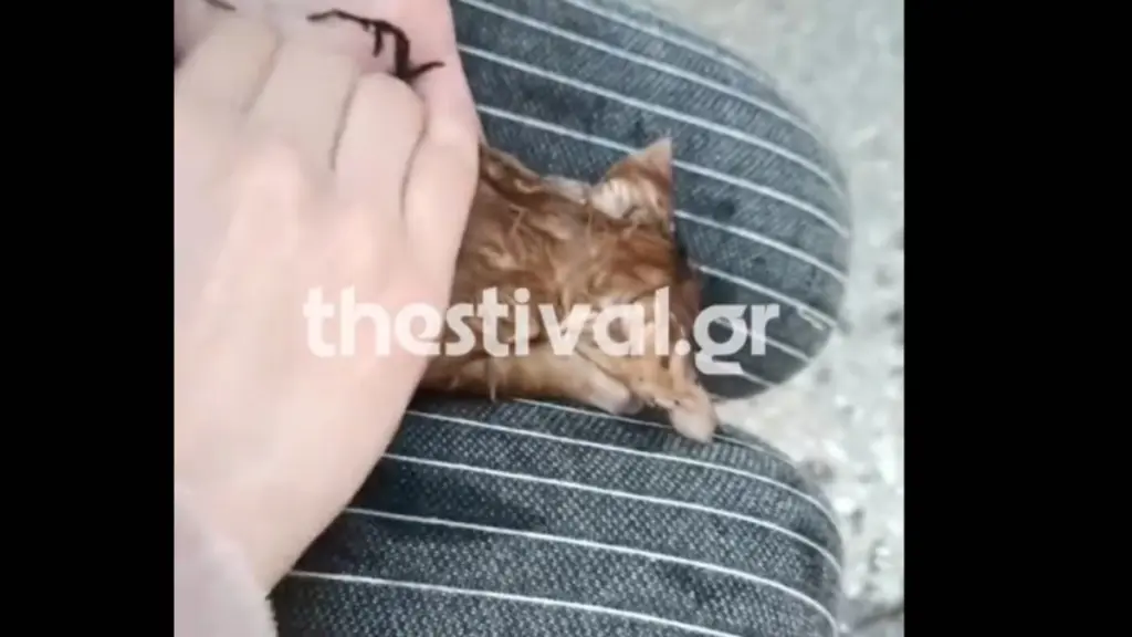Θεσσαλονίκη: 21χρονη νοσηλεύτρια έσωσε με μαλάξεις γατάκι που είχε πέσει σε φρεάτιο (βίντεο)