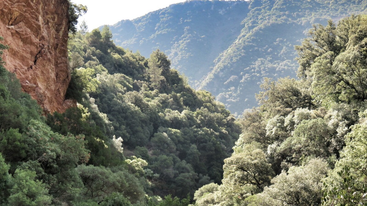 Νέδα