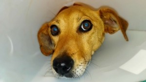 Απίστευτη κίνηση από σκύλο – ήρωα στις ΗΠΑ – Βρήκε και έσωσε ένα εξαφανισμένο 3χρονο (Βίντεο)