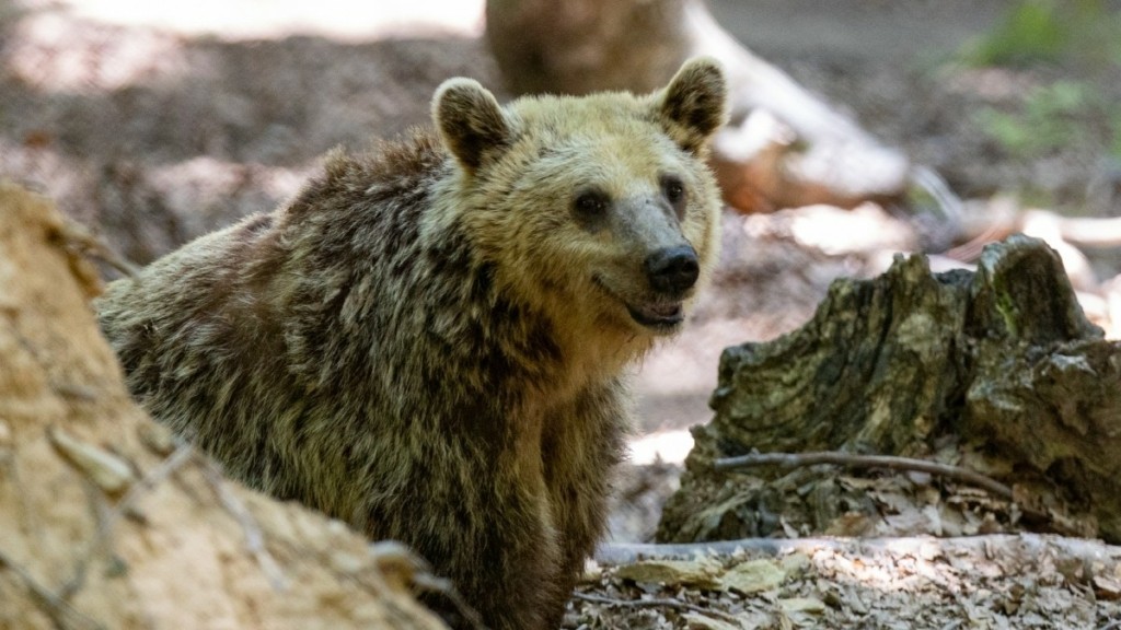 Τι πρέπει να κάνουμε αν έρθουμε πρόσωπο με πρόσωπο με μια αρκούδα – Ο εκπρόσωπος του Αρκτούρου εξηγεί