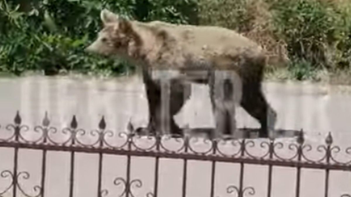 αρκούδα