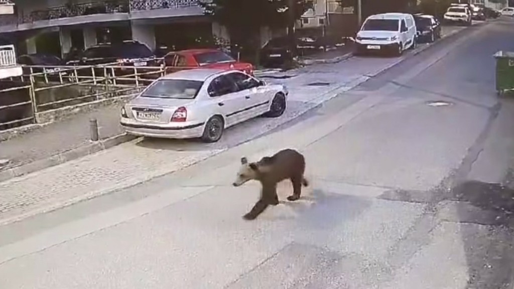 Γρεβενά: Αρκούδα “έκοβε” βόλτες σε κεντρικό δρόμο της πόλης (βίντεο)
