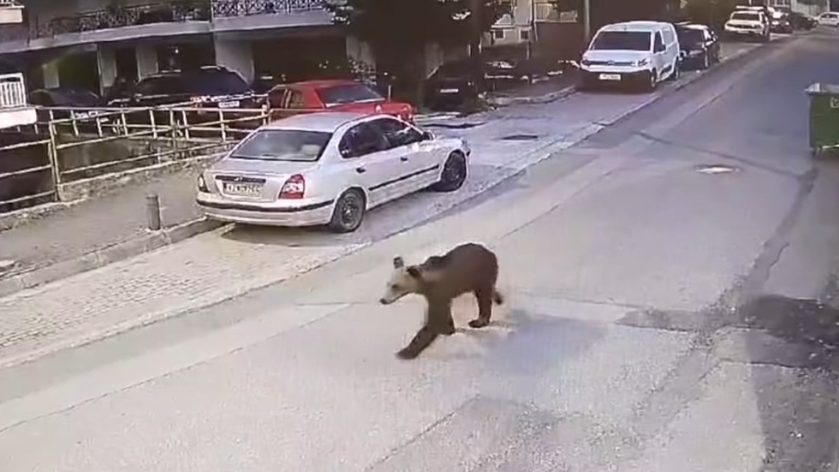 αρκούδα