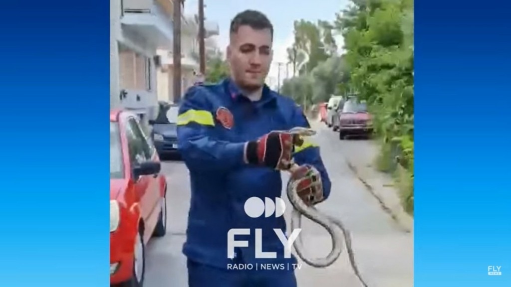 Σπάρτη: Φίδι “τρύπωσε” σε αυλή σπιτιού – Απομακρύνθηκε με ασφάλεια από την πυροσβεστική (βίντεο)
