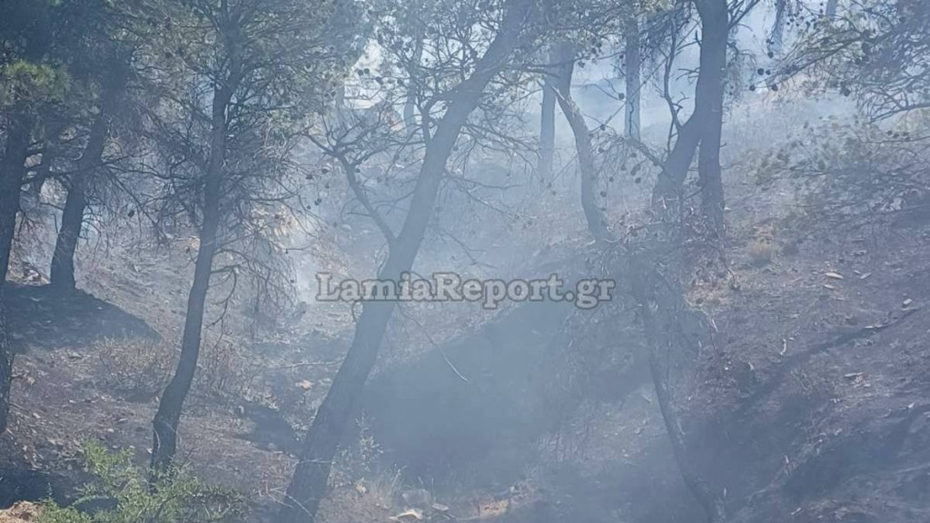 Λαμία: Φωτιά σε δασική έκταση στα Δερβενοχώρια