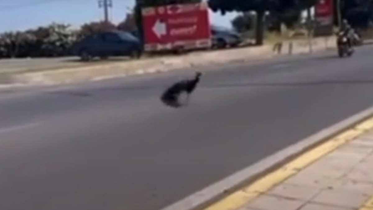 παγώνι