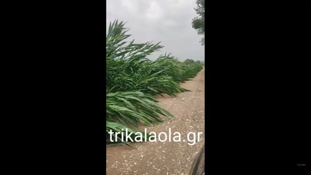 Τρίκαλα: Μεγάλες καταστροφές σε καλαμπόκια και σιτηρά από την χθεσινή κακοκαιρία (βίντεο)