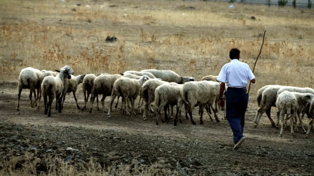 ΟΠΕΚΕΠΕ: Τα “κόλπα” που εξασφάλιζαν επιδοτήσεις – Στο “μικροσκόπιο” ψεύτικα μισθωτήρια και βοσκότοποι χωρίς… ζώα