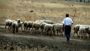 ΟΠΕΚΕΠΕ: Τα “κόλπα” που εξασφάλιζαν επιδοτήσεις – Στο “μικροσκόπιο” ψεύτικα μισθωτήρια και βοσκότοποι χωρίς… ζώα