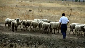 Αγρίνιο: Κινητοποίηση κτηνοτρόφων την Πέμπτη για τα μέτρα κατά της ευλογιάς