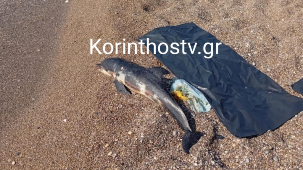 Λουτράκι: Εντοπίστηκε νεκρό δελφίνι σε παραλία – Δεύτερο περιστατικό μέσα σε λίγες μέρες