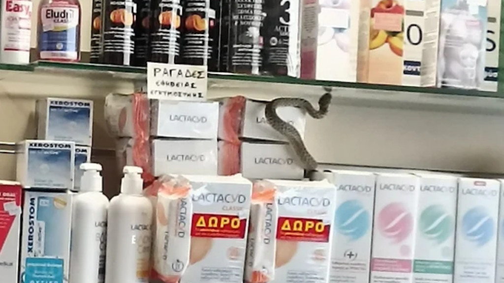 Θεσπρωτία: Φίδι έκανε βόλτες στα ράφια φαρμακείου