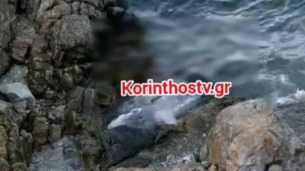 Αμόνι Κορινθίας: Εντοπίστηκε νεκρή μια φώκια (Βίντεο)