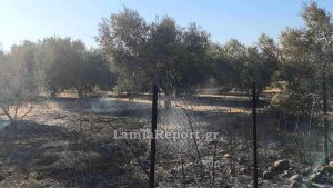 Φθιώτιδα: Φωτιά σε ελαιοπερίβολο – Έκαψε 6 στρέμματα αγροτικής έκτασης