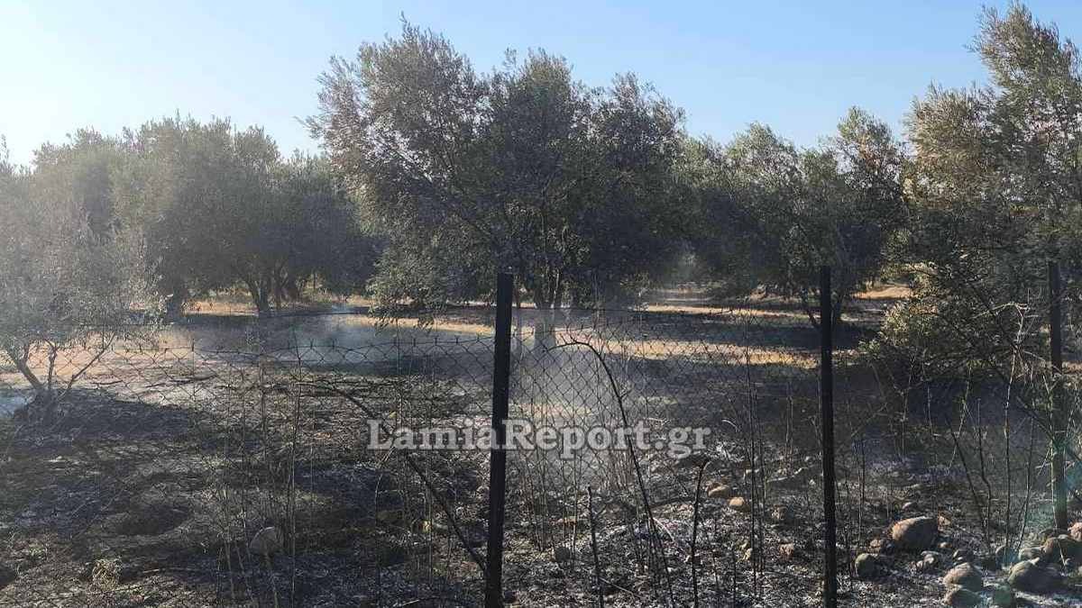 Φθιώτιδα: Φωτιά σε ελαιοπερίβολο – Έκαψε 6 στρέμματα αγροτικής έκτασης