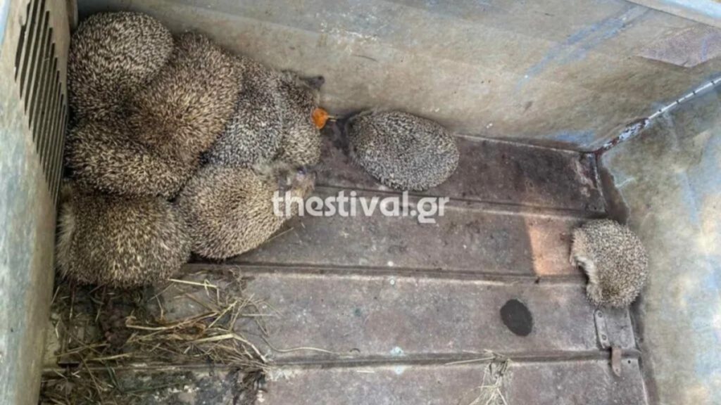 Θεσαλονίκη: 11 σκαντζόχοιροι διασώθηκαν από τρέιλερ και κατέληξαν… στο αστυνομικό τμήμα