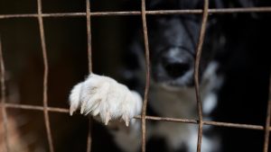 Σοκ στο Ηράκλειο: Συνελήφθη 62χρονη για τη φιλοξενία 66 σκύλων σε ακατάλληλες συνθήκες