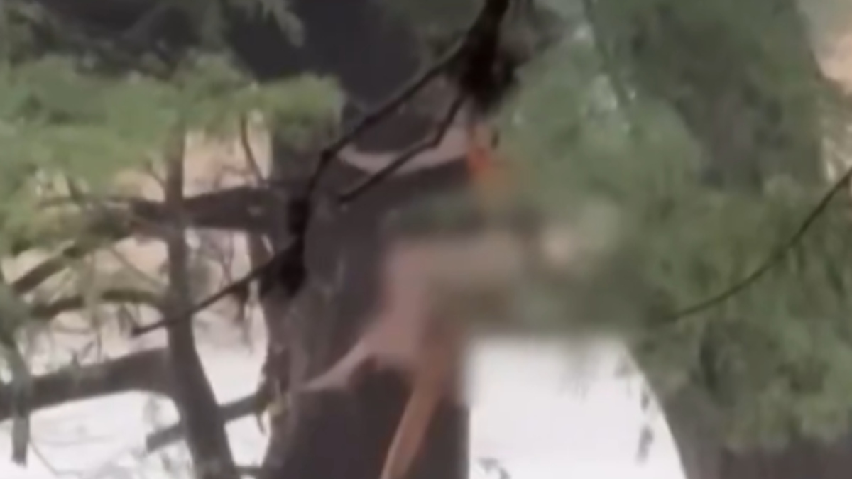 Η σοκαριστική εικόνα κοπέλας που κρέμεται από δέντρο για να γλυτώσει από τις φονικές πλημμύρες του Τέξας