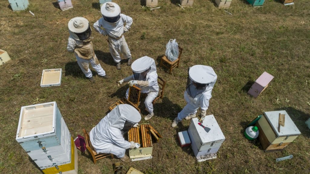 Αρχίζει τη Δευτέρα 1/9 η δήλωση των κατεχόμενων κυψελών από τους μελισσοκόμους