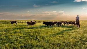 Μυτιλήνη: Σταματά από την Πέμπτη η αγορά γάλακτος λόγω του αφθώδους πυρετού