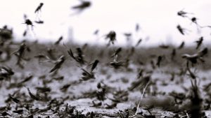 Όταν οι ακρίδες σκίασαν τον Αττικό ουρανό και ανάγκασαν τον δήμαρχο Πετράκη να τις επικηρύξει