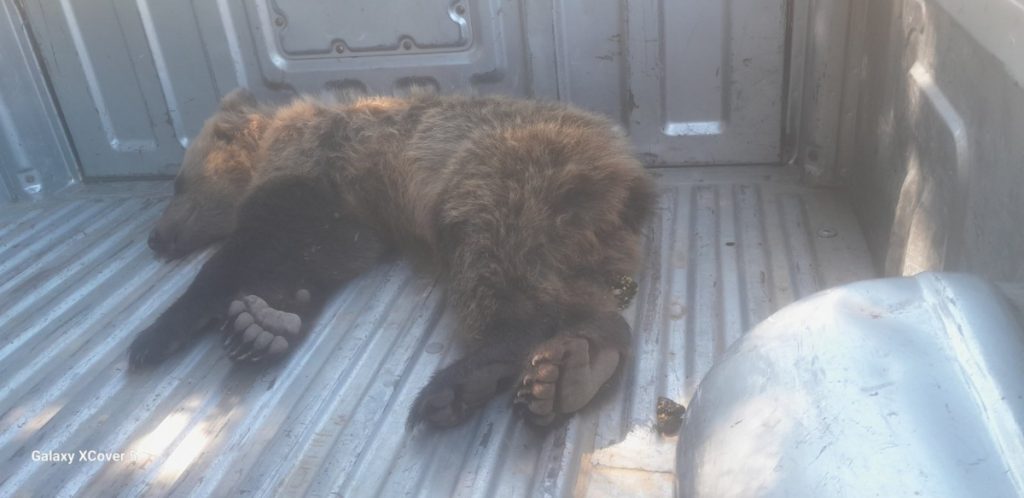 Αρκουδάκι τραυματίστηκε σε τροχαίο και εγκαταλείφθηκε – Σώθηκε χάρη στην άμεση επέμβαση των αρμόδιων φορέων