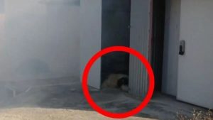 Σκύλος εγκλωβίστηκε στη φωτιά στην Κερατέα – Συγκλονιστική επιχείρηση διάσωσης