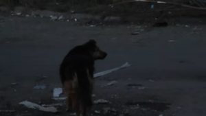Ουκρανία: Η ιστορία της σκυλίτσας που έψαχνε το αφεντικό της στα συντρίμμια του πολέμου (Βίντεο)