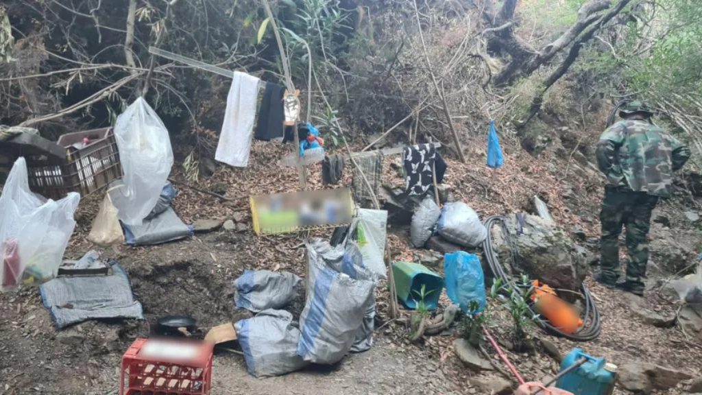 Κρήτη: Καλλιεργούσαν φυτεία κάνναβης σε φαράγγι – Δύο συλλήψεις (βίντεο+φωτογραφίες)