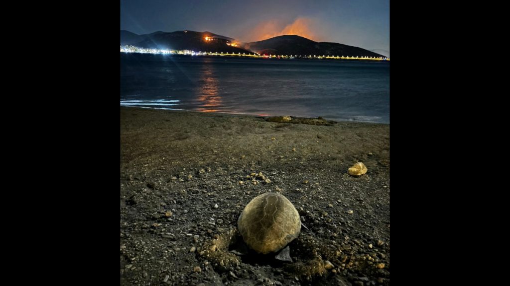 Συγκλονιστικό! Χελώνα καρέτα καρέτα γέννησε σε παραλία της Αναβύσσου ενώ καιγόταν η Κερατέα