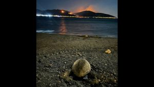 Συγκλονιστικό! Χελώνα καρέτα καρέτα γέννησε σε παραλία της Αναβύσσου ενώ καιγόταν η Κερατέα