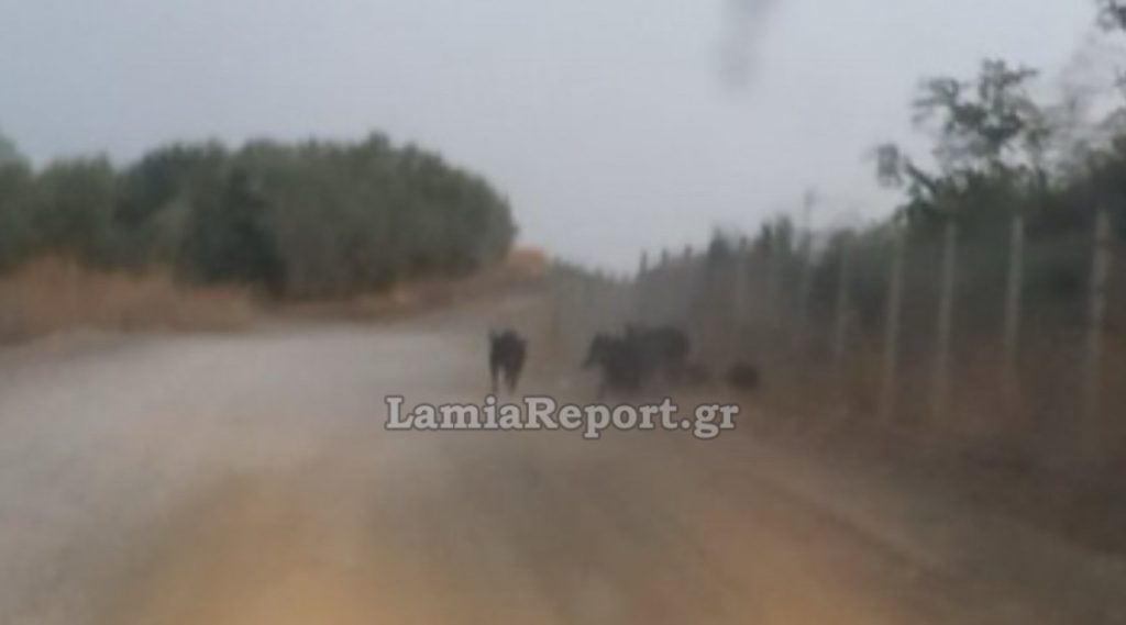 Λαμία: Αγριογούρουνα στις γραμμές του τρένου στη Λυγαριά 