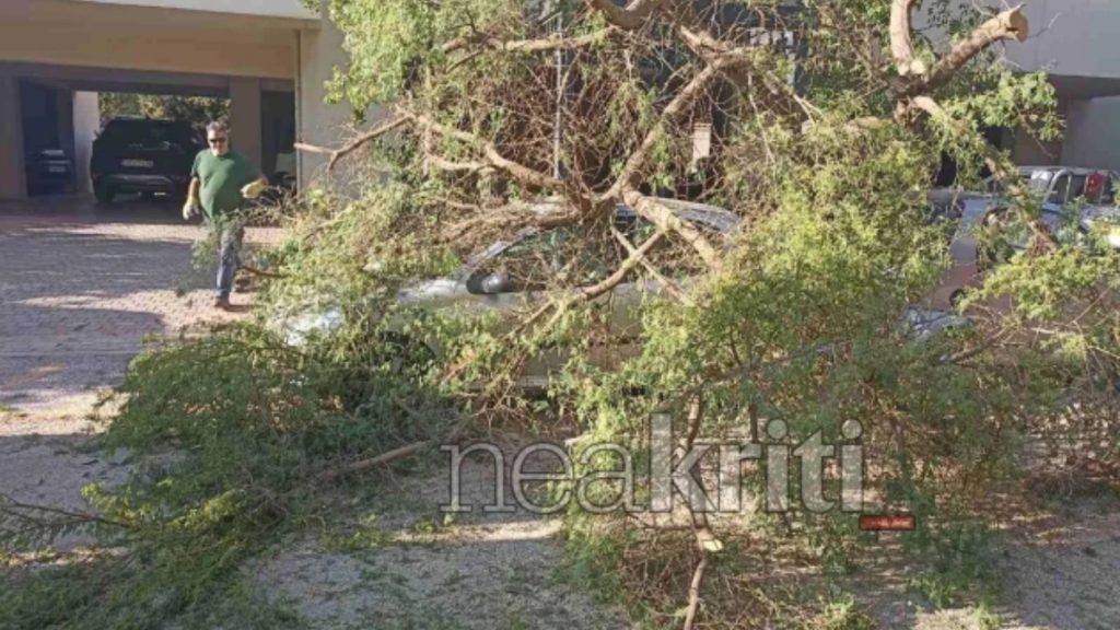 Ηράκλειο: Μεγάλο δέντρο έπεσε και συνέθλιψε δύο σταθμευμένα οχήματα (βίντεο)