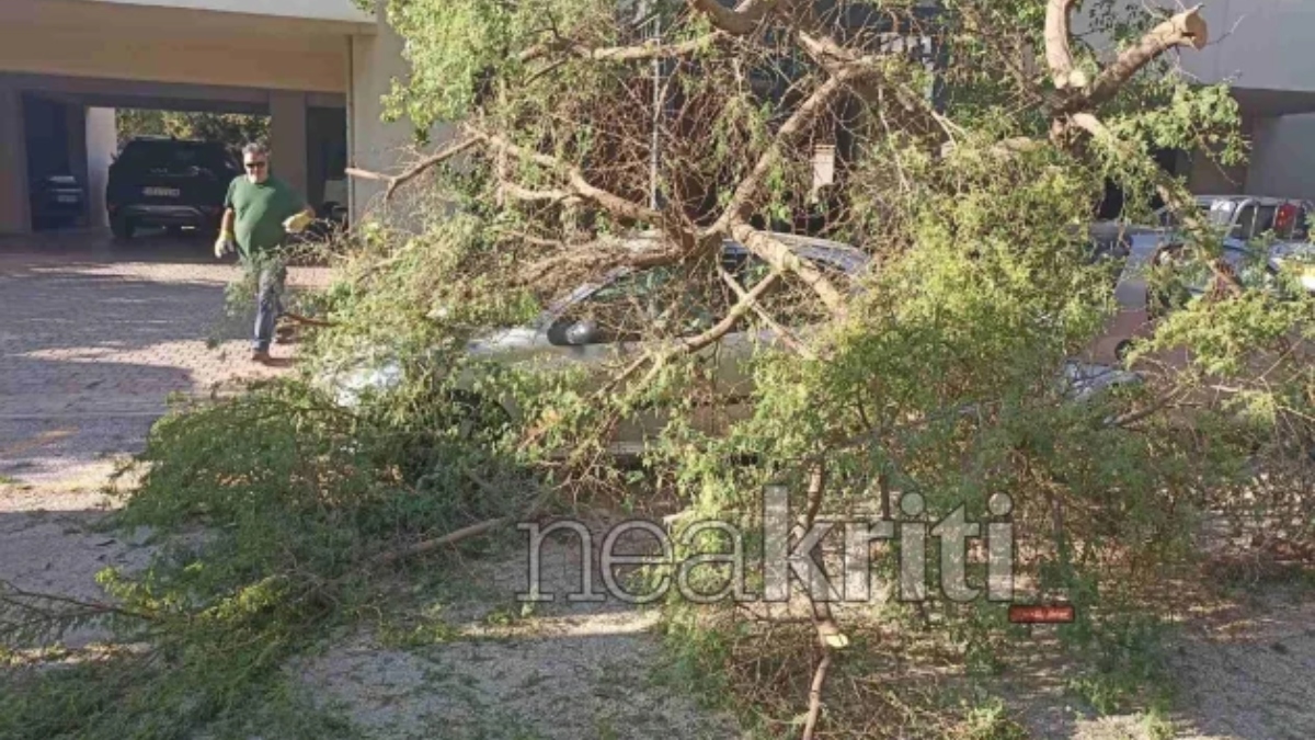 Ηράκλειο: Μεγάλο δέντρο έπεσε και συνέθλιψε δύο σταθμευμένα οχήματα (βίντεο)