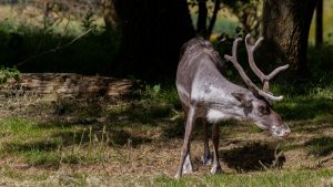 Φιλανδία: Η αφόρητη ζέστη σκοτώνει τους ταράνδους
