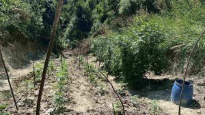 Χαλκιδική: Κατασχέθηκαν πάνω από 90 δενδρύλλια κάνναβης – Συνελήφθη ένας 47χρονος (Βίντεο)