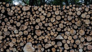 Λάρισα: Νεκρός 46χρονος σε εργατικό δυστύχημα – Καταπλακώθηκε από κλαδί δέντρου