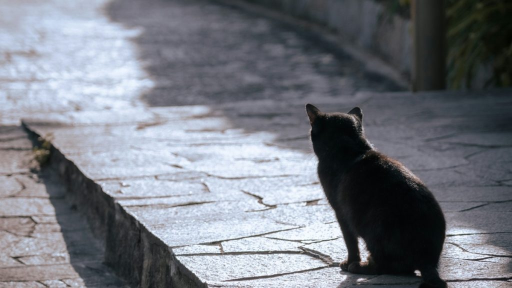 Πέλλα: 73χρονος κακοποίησε μέχρι θανάτου γάτα – Διώκεται για κακούργημα
