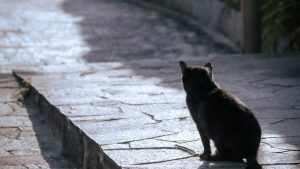 Πέλλα: 73χρονος κακοποίησε μέχρι θανάτου γάτα – Διώκεται για κακούργημα