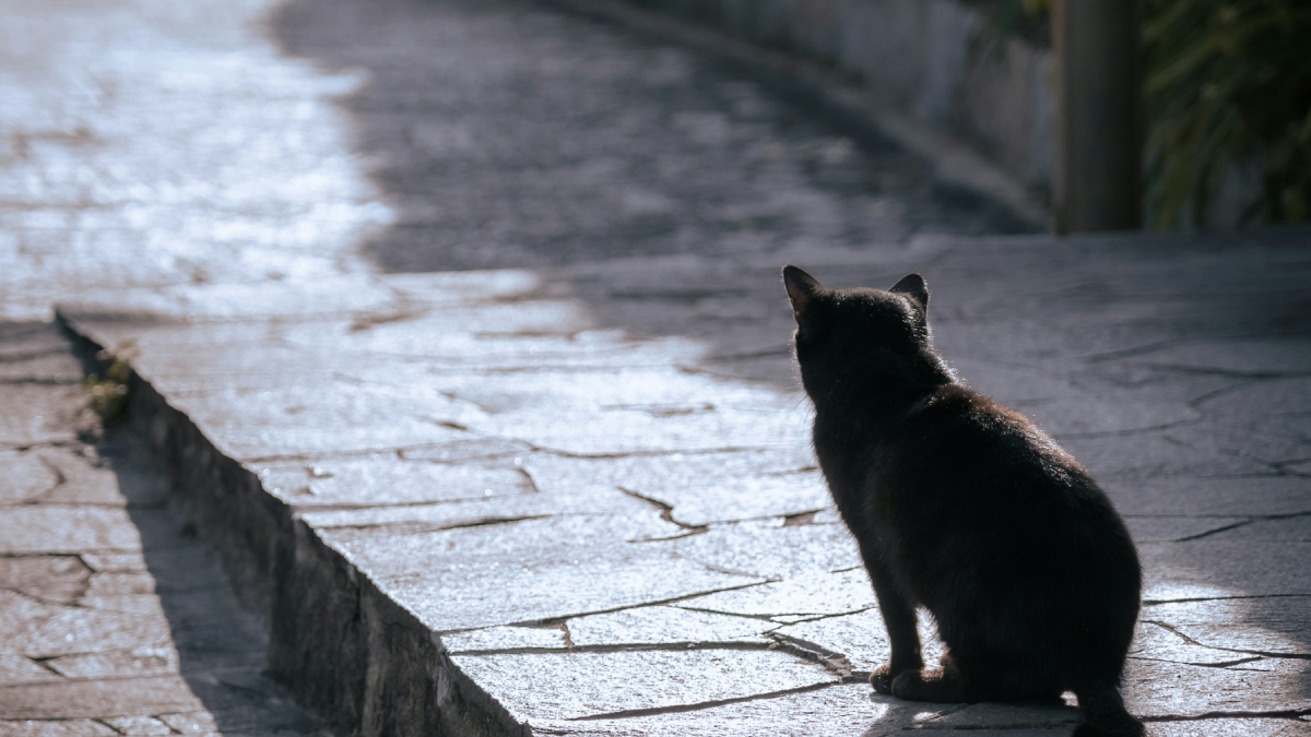 Πέλλα: 73χρονος κακοποίησε μέχρι θανάτου γάτα – Διώκεται για κακούργημα